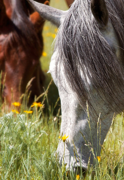 Autumn's Graze Canvas Print