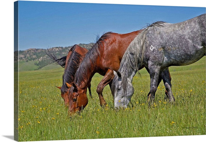 Grass Grazing Time Canvas Print