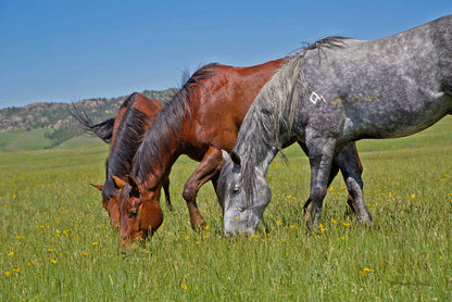 Grass Grazing Time Canvas Print