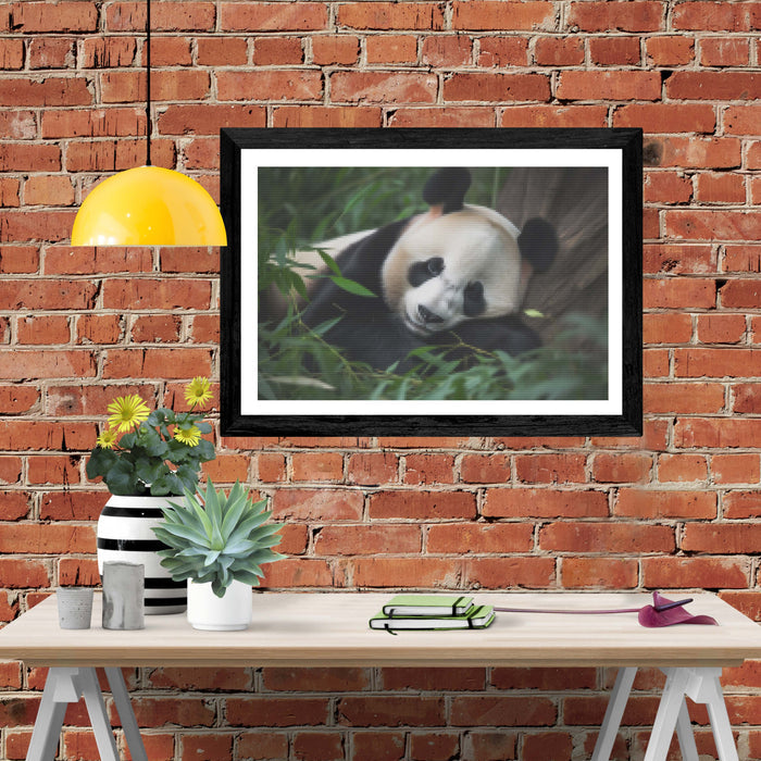 Sleepy Panda