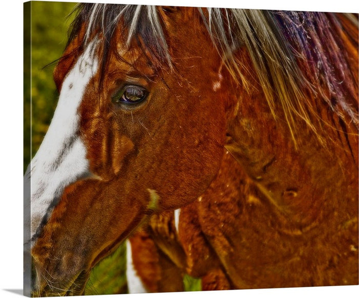 Summer Mare Canvas Print