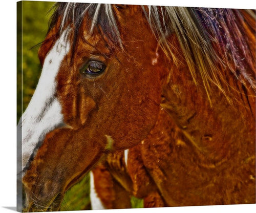 Summer Mare Canvas Print