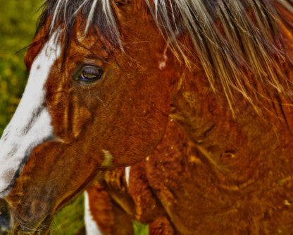 Summer Mare Canvas Print