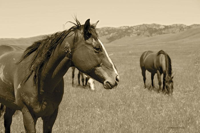 Young Stud Canvas Print