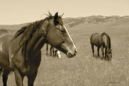 Young Stud Canvas Print
